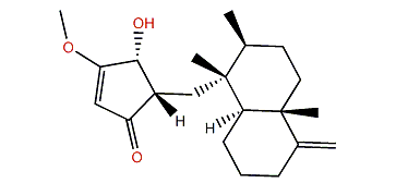 Smenohaimien B